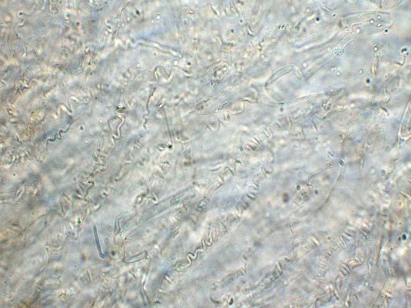 Panellus patellaris     (Fr.)      Konrad & Maubl